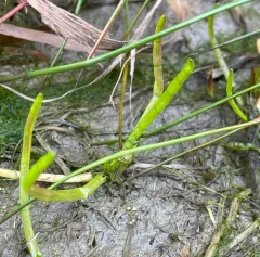 western grasswort thumbnail 3