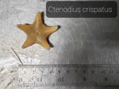 Cookie-cutter Sea Star thumbnail 3