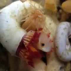 Red-trumpet Calcareous Tubeworm thumbnail 2