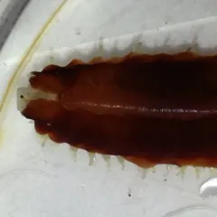 Red Commensal Scaleworm thumbnail 2