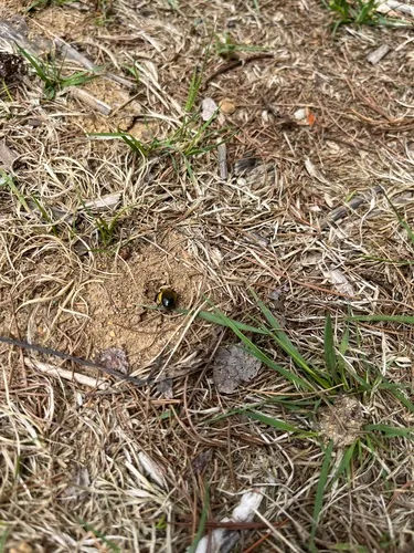 Regular Mining Bee