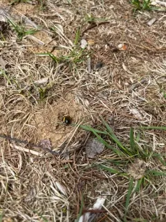 Regular Mining Bee thumbnail 1