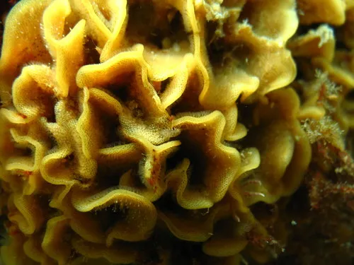 northern fluted bryozoan