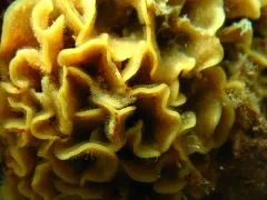 northern fluted bryozoan thumbnail 1