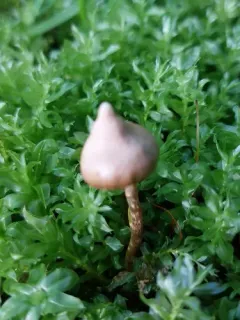 peaked webcap thumbnail 3