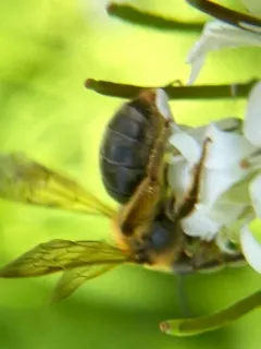 Cherry Mining Bee thumbnail 2