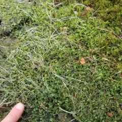 common pellia thumbnail 1