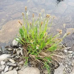 twisted sedge thumbnail 3
