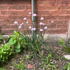 Chives thumbnail 4