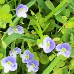 Slender speedwell thumbnail 4