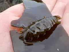 Seaweed Isopod thumbnail 3