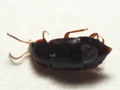 Olophrum obtectum thumbnail 4