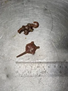 Notched Brittle Star thumbnail 4