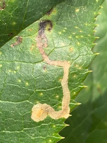 Hellebore Leafminer
