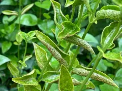 periwinkle rust thumbnail 2