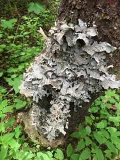Lobaria pseudopulmonaria thumbnail 1
