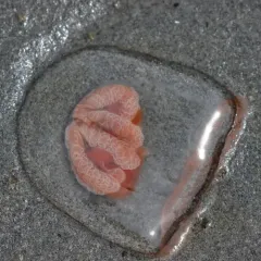 Neoturris breviconis thumbnail 1