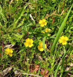 English cinquefoil thumbnail 4