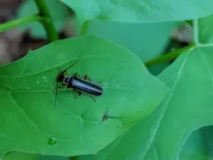 Podabrus modestus thumbnail 3