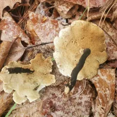 Elegant Polypore thumbnail 2