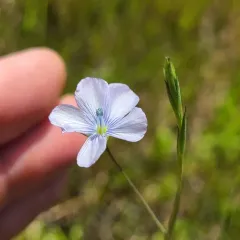 Pale flax thumbnail 3