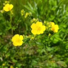 slender cinquefoil thumbnail 4