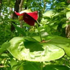 southern red trillium thumbnail 1