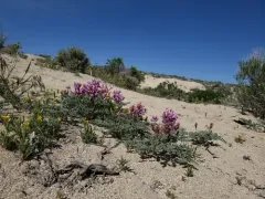 Bruneau Milkvetch thumbnail 4