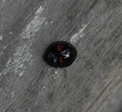 Heather Ladybird thumbnail 3