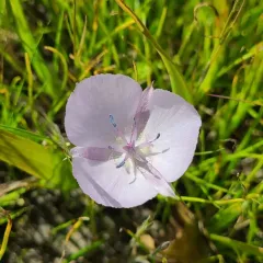 Pink star-tulip thumbnail 2
