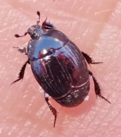 Margarinotus harrisii thumbnail 2