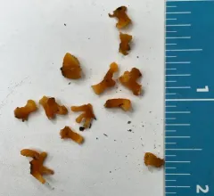 Trumpet Jelly Cup thumbnail 2