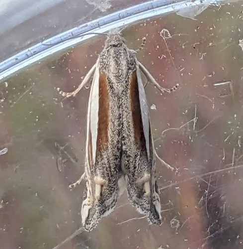 Eucosma spiculana