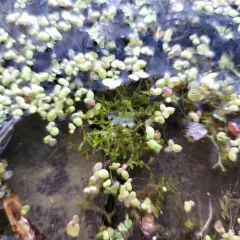 Floating Crystalwort thumbnail 3
