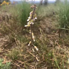 Reflexed Rockcress thumbnail 4