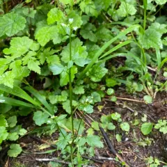 Brewer's bittercress thumbnail 1
