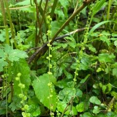 coastal miterwort thumbnail 2