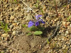 Blue Bugle thumbnail 3