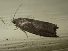 Shagbark Hickory Leafroller Moth thumbnail 2