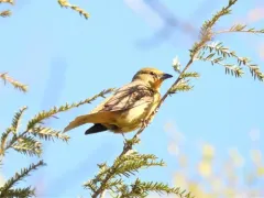 Hepatic Tanager thumbnail 3