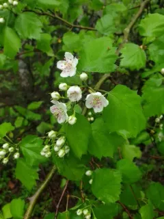 Schuette's Hawthorn thumbnail 1