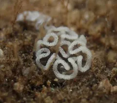 Bushy-backed Nudibranch thumbnail 2