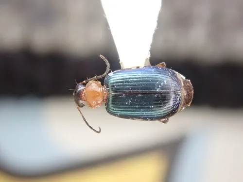 Lebia atriceps
