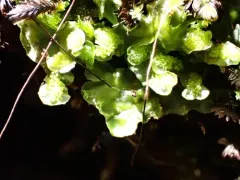 Irish Ruffwort thumbnail 2