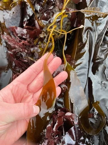 Laminaria ephemera