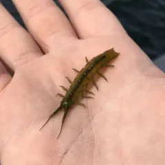 Eelgrass Isopod thumbnail 3