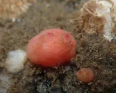 Blood Drop Sea Squirt thumbnail 3