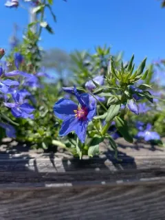 Blue Scarlet Pimpernel thumbnail 3