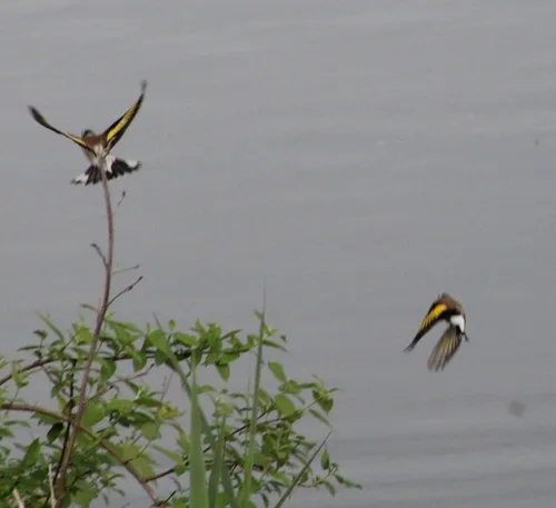European Goldfinch