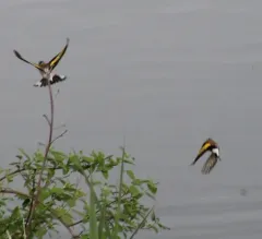 European Goldfinch thumbnail 1